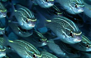 red sea eilat- aqatica 90 with 105mm lens. by Shmulik blum 